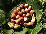 Nottingham Fruchtbare Haselnuss, Haselnussstrauch Buschbaum, Corylus avellana, Nussbaum winterhart, Laub grün, im Topf, 150 cm