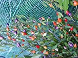Numex Centennial 10 Samen *Mini-Chili* mit sehr guten Ertrag -Ähnlich der Twilight mit violetten Laub-