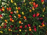 Numex Twilight - 50 Chilisamen - beeindruckende Chilifarben