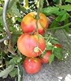 Ochsenherz-Tomate 10 Samen (RAR) (Gigantisch große Tomate)