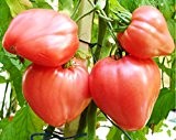 Ochsenherz-Tomate - Tomaten Cuor di Bue - 25 Samen