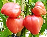 Ochsenherz-Tomate - Tomaten Cuor di Bue - 50 Samen