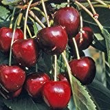 Oktavia Kirsche, Kirschbaum Buschbaum, Prunus avium, Obstbaum winterhart, Kirsche rot, im Kübel, 120 - 150 cm