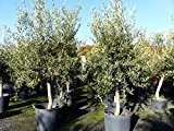 Olea europaea, Olive 20 Jahre 180 cm, Olivenbaum