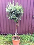 Olea Europaea, Olivenbaum, Hochstamm, 100cm