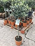 Olea Europaea, Olivenbaum, Hochstamm +/-100cm