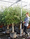 Olea europaea - Olivenbaum - verschiedene Größen (Gesamthöhe 240cm Stamm 60+cm Umfang 25+cm Topf 50L)