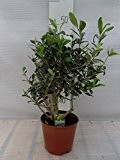 Olea europaea - Olivenbaum - verschiedene Größen (Gesamthöhe 45-55cm Topf ø15cm)