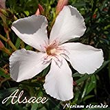 Oleander 'Alsace' - Nerium oleander, Größe:C06 als Halbstamm im Dekotopf