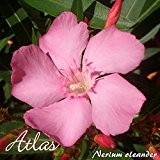 Oleander 'Atlas' - Nerium oleander, Größe:C03