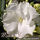 Oleander 'Mont Blanc' - Nerium oleander, Größe:C1.4 im Rechtecktopf