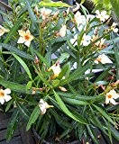 Oleander nerium oleander Rosenlorbeer tolle kräftige Pflanze 20cm gelbe Blüten