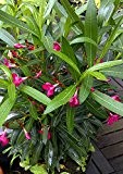 Oleander nerium oleander Rosenlorbeer tolle kräftige Pflanze 20cm pinke Blüten