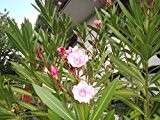Oleander nerium oleander Rosenlorbeer tolle kräftige Pflanze 20cm rosa Blüten