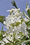 Oleander nerium oleander Rosenlorbeer tolle kräftige Pflanze 20cm weiße Blüten