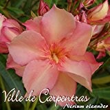 Oleander 'Ville de Carpentras' - Nerium oleander, Größe:C1.4 im Rechtecktopf