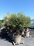 Olive verzweigt 60 Jahre, super dicker Olivenbaum, winterhart, Olea europaea