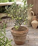 Olivenbaum 15 - 180 cm - Olea europaea essbare Oliven (15 cm)