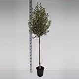 Olivenbaum 15 - 180 cm - Olea europaea essbare Oliven (200-250 cm)