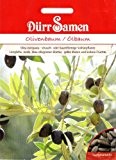 Olivenbaum, Ölbaum, Olea europaea, ca. 8 Samen