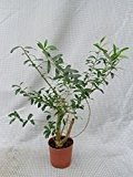 Olivenbaum- Olea europaea- Gesamthöhe: 40-50cm; Topf: c15