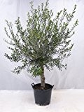 Olivenbaum "Olea europea" - 160/190 cm - dicker Stamm 20/25 cm Umfang - Pot 30 ltr.