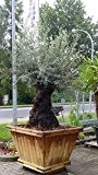Olivenbaum Olea Europea knorriger Stamm WINTERHART Höhe ca 3 m mit eleganter Holzschale