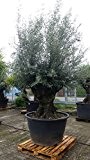 Olivenbaum Olea Europea knorriger Stamm WINTERHART Höhe ca 3 m