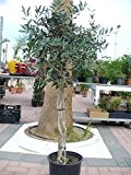 Olivenbaum / Oleaeuropea - Olivenbaum mit gedrehtem Stamm