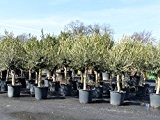 Olivenbaum, Olive, 40 Jahre 160 - 200 cm, winterhart