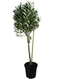Olivenbaum, Oliven Stamm (Olea europaea) 100-120cm
