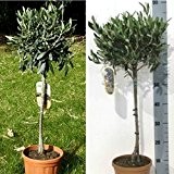 Olivenbäumchen, Olea europaea, Olive Stamm, ca. 60-80 cm groß, im 3 Liter Topf