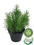 Olivenkraut - Olivenstrauch - Santolina viridis