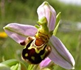 Ophrys apifera - Bienen-Ragwurz - 20 Samen