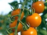 Orange Cherry-Tomate - Sun Drop - 20 Samen