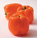orange süsse Paprika für knackige, farbige Bauernsalate,-extrem lecker