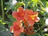 Orange Trompetenblume - Campsis radicans - blühende Kletterpflanze