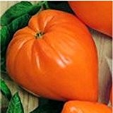 Orangefarbene Fleischtomate in Erdbeerform - bis 400g - orange Strawberry - orange Erdbeere - 20 Samen