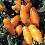 Orangefarbene Tomate - gut für Kübelbepflanzung auf Balkon / Terrasse - Orange banana - 20 Samen