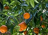 Orangenbaum citrus orange zitrus Apfelsine Pflanze 10cm essbare Früchte