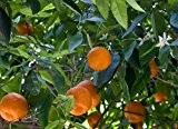 Orangenbaum citrus orange zitrus Apfelsine Pflanze 5cm essbare Früchte