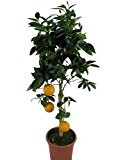 Orangenbaum - Citrus Sinensis