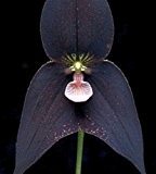Orchid Monkey Face Black - Affengesicht Orchidee schwarz - 20 Samen