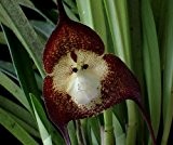Orchid Monkey Face Dark Purple - Affengesicht Orchidee dunkelviolett - 20 Samen