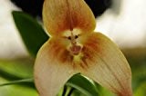 Orchid Monkey Face Large Face - Affengesicht Orchidee grosses Gesicht - 20 Samen