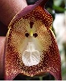 Orchid Monkey Face Purple Dots - Affengesicht Orchidee violette Punkte - 20 Samen