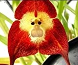 Orchid Monkey Face Red - Affengesicht Orchidee rot - 20 Samen