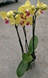 Orchidee Phalaenopsis, gelb, 3 Rispen, min. 15 Blüten, Topfgröße 12, 50-60cm hoch, Orchid