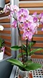 Orchidee Phalaenopsis, rosa, 3 Rispen, min. 15 Blüten, Topfgröße 12, 50-60cm hoch, Orchid