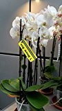 Orchidee Phalaenopsis, weiß, 3 Rispen, min. 15 Blüten, Topfgröße 12, 50-60cm hoch, Orchid